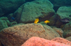 Metriaclima sp. 'msobo'